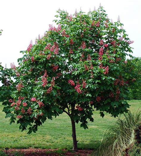 Aesculus hippocastanum or european horsechestnut is a large flowering tree that is a handsome element in the landscape and striking when in bloom, covered. Horsechestnut - Gammon's Garden Center & Landscape Nursery