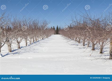 Winter Orchard Stock Photo Image Of Outside Sunny Cold 33439258