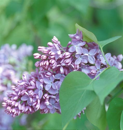 Common Purple Lilac Natorps Online Plant Store