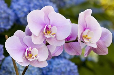 Orchid Care For Beginners Ten Steps For Growing Orchids With Our Aloha