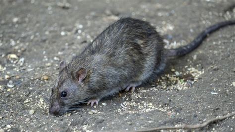 New York City Winning The War On Rats Sanitation Department Says