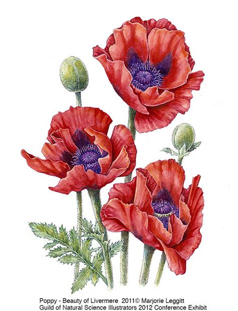 Poppy Flower Drawing At Getdrawings Free Download