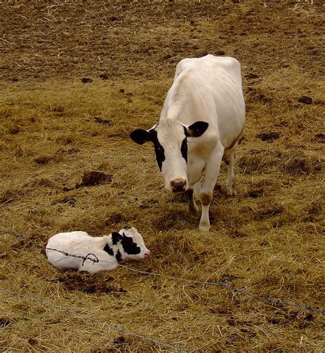 Mom And Baby Cow Flickr Photo Sharing