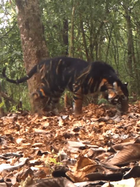 Rare Black Tiger Spotted In Odisha Karmactive