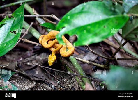 Yellow Eyelash Palm Pit Viper Bothriechis Schlegelii Costa Rica