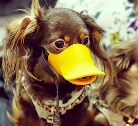 Duck Beak Shaped Dog Muzzle