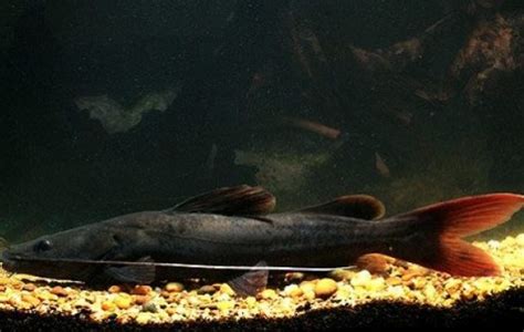 Asian Redtail Catfish Catfish Hemibagrus Wyckioides Tank Facts