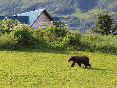 Kodiak Bear Viewing Larsen Bay Lodge