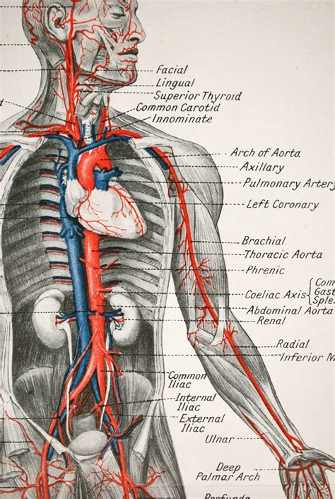 Anatomical Drawing Of Human Body Anatomy Human Body O Vrogue Co