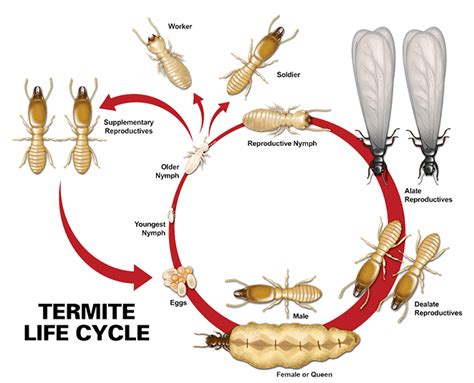 The Termite Life Cycle 3 Critical Stages You Need To Know