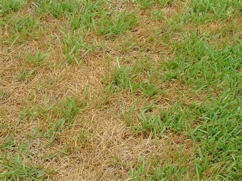 Mar 01, 2021 · improved air circulation will reduce the humidity that causes brown patch. How to fix brown patches in lawn - #1 Lawn Sprinkler ...