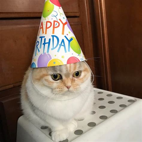 Happy Birthday You Little Cutie Ifttt2opk7qu Cute Cats And