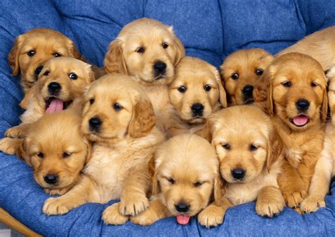 What to expect with red golden retriever puppies. Golden Retriever | One Dog Love
