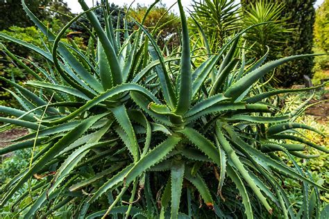 What Are The Different Types Of Aloe Gardeners Path