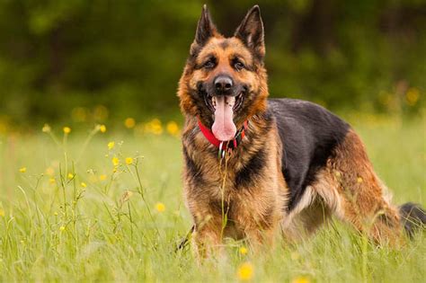 11 German Shepherd Colors And Coat Care Playbarkrun