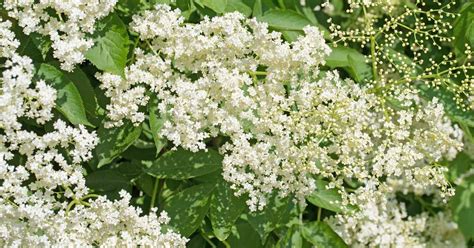 11 Ways To Use Elderflowers For Food And Medicine