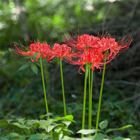 Red Spider Lily Bulbs For Sale Lycoris Red Radiata Trio Easy To