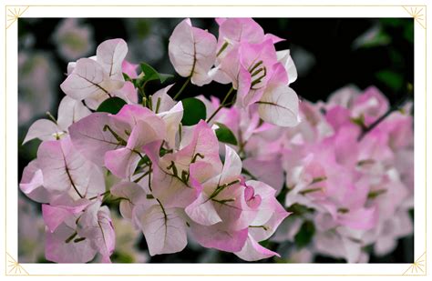 Bougainvillea Care Guide How To Care For Bougainvilleas In Pots