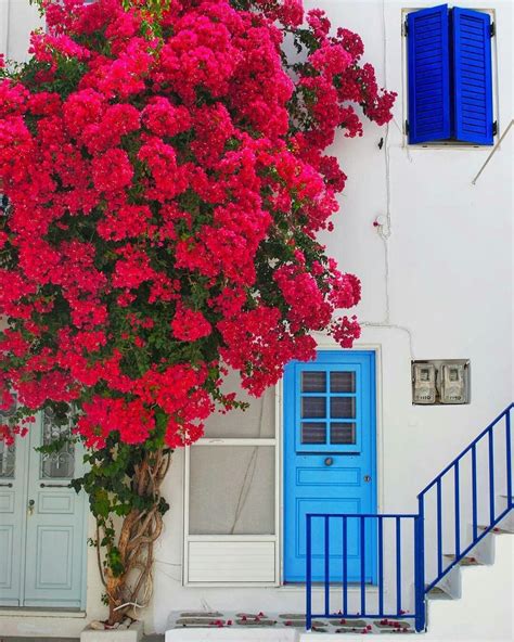 Bougainvillea Paros Island Greece Front House Landscaping Backyard