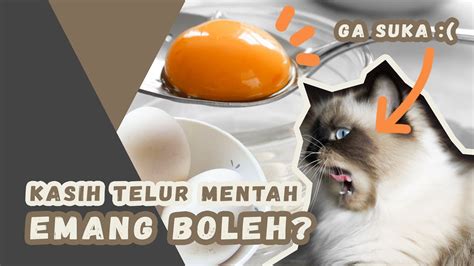 Kuning Telur Mentah Untuk Kucing Emang Boleh Youtube