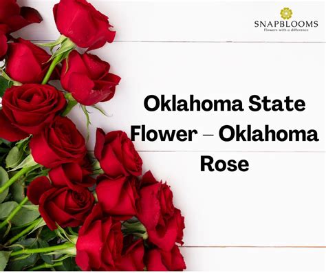 Oklahoma State Flower Oklahoma Rose Snapblooms Blogs