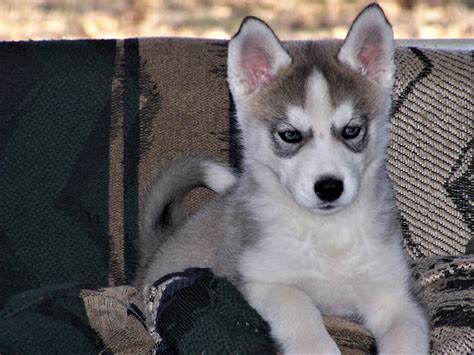 Siberian Husky Puppy Close Up Free Stock Photo Public Domain Pictures