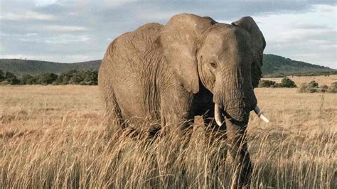 African elephants make it to the IUCN’s red list due to poaching
