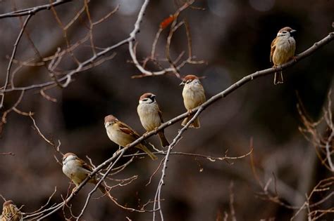 Cute Sparrows Birds Sparrows Trees Branch Hd Wallpaper Peakpx