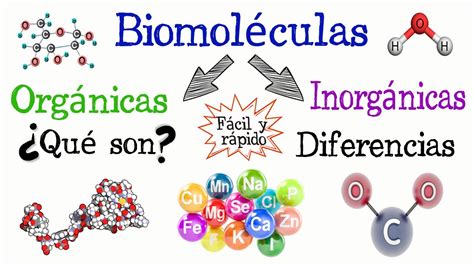 Mapa Conceptual De Biomoleculas Picture Riset