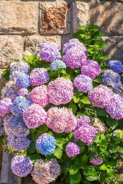 Large Hydrangea In Different Colors Stock Photo Image Of Flora