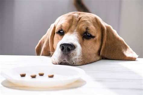 5 Reasons Why Your Dog Has No Appetite Webbox