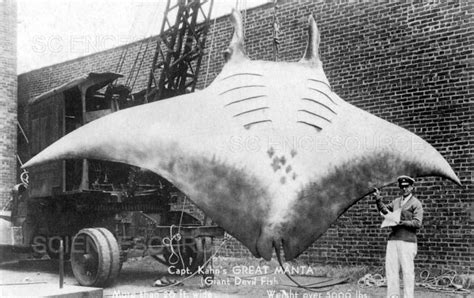 Photograph Giant Manta Ray 1933 Science Source Images