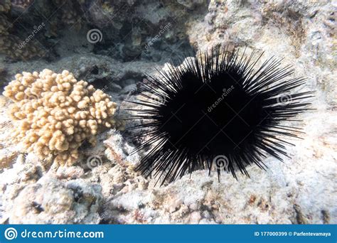Long Spined Sea Urchin Diadema Setosum Hiden In The Rock Seabed Near
