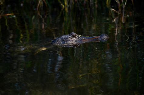 70 Alligator Ambush Usa Animal Stock Photos Pictures And Royalty Free
