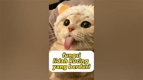 Fungsi Lidah Kucing Yang Berduri Cat Kucing Youtube