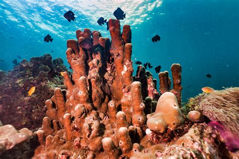 Underwater Tube Sponge Pillar Coral On Coral Reef A Carbon Capture