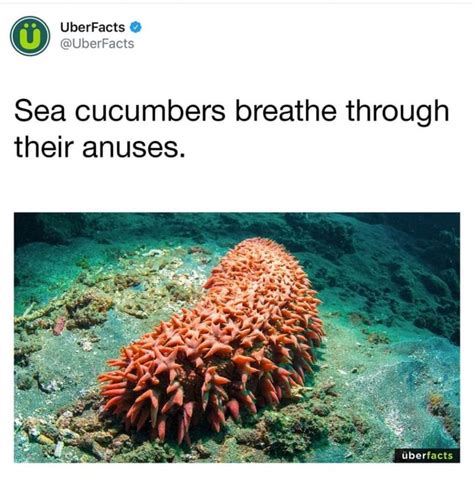 sea cucumbers breathe through their anuses ifunny