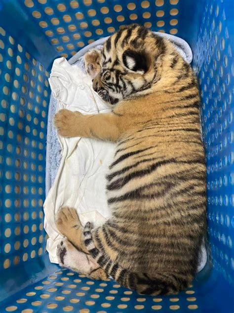 Adorable Tiger Cub Rescued From Smugglers In Sting Operation By Thai