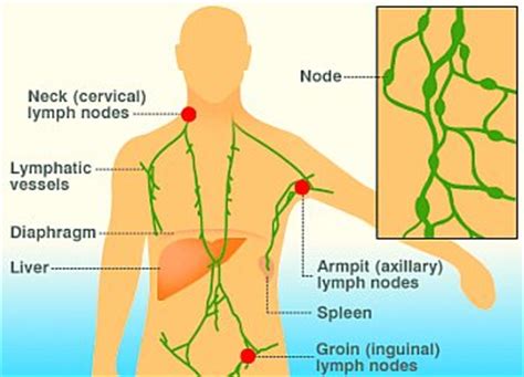 cancer cells in lymph nodes in stomach