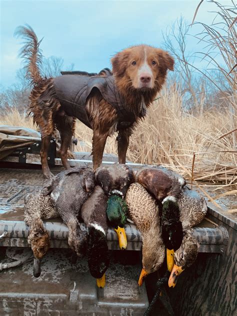 Red Sky Outdoors WI – Southern WI Waterfowl Guide Service