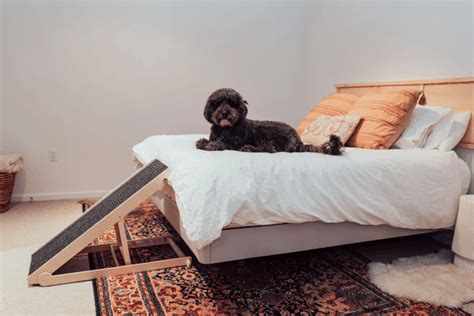Top 10 Best Dog Ramps And Stairs For Beds And Couches
