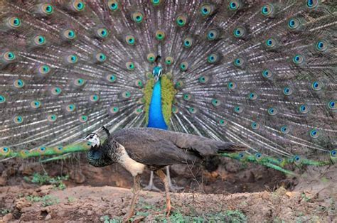 Peacock Evolution Through Sexual Selection Feathers Sounds Eye