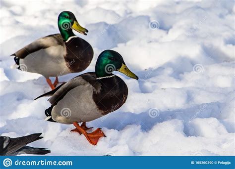 Wild Ducks In Winter Stock Photo Image Of Male Animals 165260390