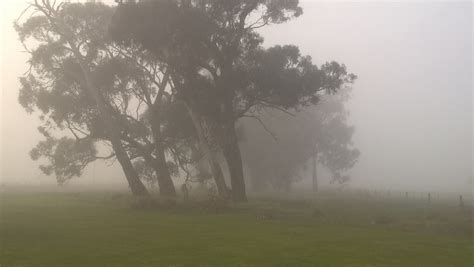 Free Images Tree Fog Mist Morning Dawn Atmosphere Weather Haze