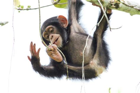 A Young Chimpanzee Playing Wit Image Eurekalert Science News Releases