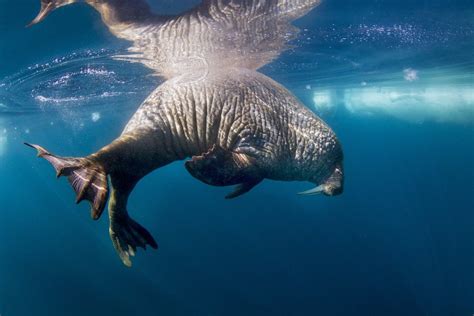 Underwater Walrus Hudson Bay Nunavut Canada Posters And Prints By Corbis