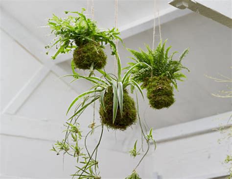 Trend Alert Kokedama Add Live Art To Your Home And Garden Hometips