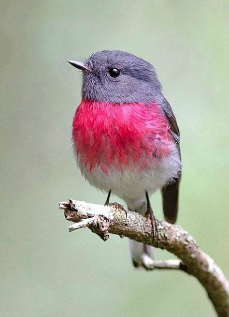 Pink Robin Bird Australia 61 Ideas For 2019 Beautiful Birds Pretty