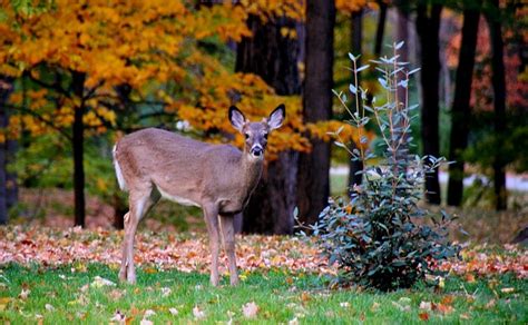 Foto Gratis Fauna Cervo Caduta Foglie Park Immagine Gratis Su