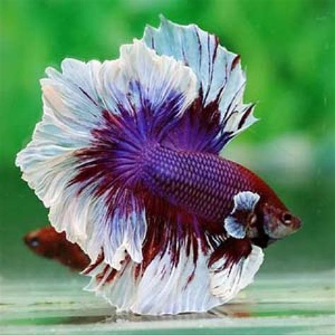 Buy Fancy Marble Rosetail Halfmoon Betta Aquarium Fish Online